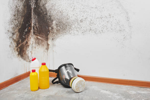 Best Toxic Mold Removal  in New Cumberland, PA