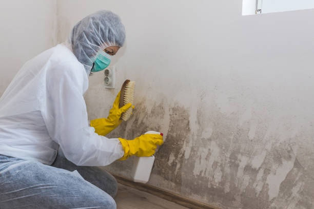 Best Attic Mold Removal  in New Cumberland, PA