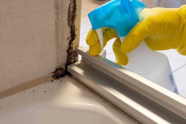 Best Residential Mold Removal  in New Cumberland, PA