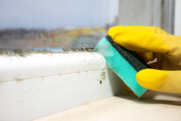 Best Mold Removal Near Me  in New Cumberland, PA