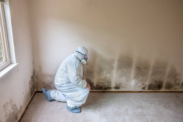 Best Crawl Space Mold Removal  in New Cumberland, PA