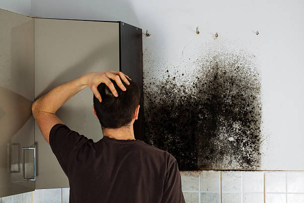 Best Mold Cleaning Services  in New Cumberland, PA